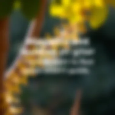Magnificent Quotes Creator APK: A Comprehensive Guide