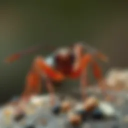 The Dynamics of Idle Ants: Insights into Ant Behavior and Ecology Introduction