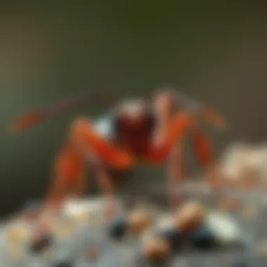 The Dynamics of Idle Ants: Insights into Ant Behavior and Ecology Introduction