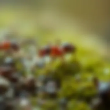 The Dynamics of Idle Ants: Insights into Ant Behavior and Ecology Summary The Dynamics of Idle Ants: Insights into Ant Behavior and Ecology Summary